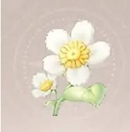 无限暖暖小绵菊怎么获得
