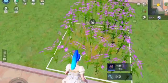 和平精英花圃种子在哪买