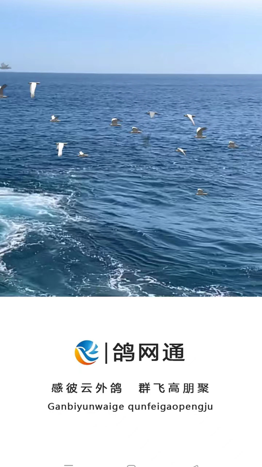 鸽网通平台官方下载 v3.1