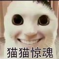 猫鼠特工安卓最新版下载v1.0