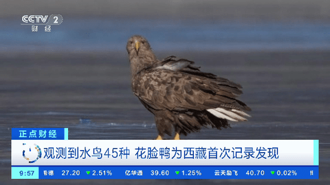 小凯直播最新安卓免费下载v1.3