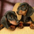 腊肠犬模拟器游戏安卓版下载v1.1.4