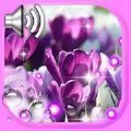 Crocus Spring番红花春天壁纸app手机版 v1.9