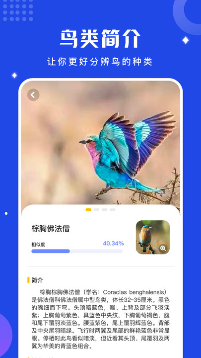 鸟语语言翻译器免费版app下载 v1.1